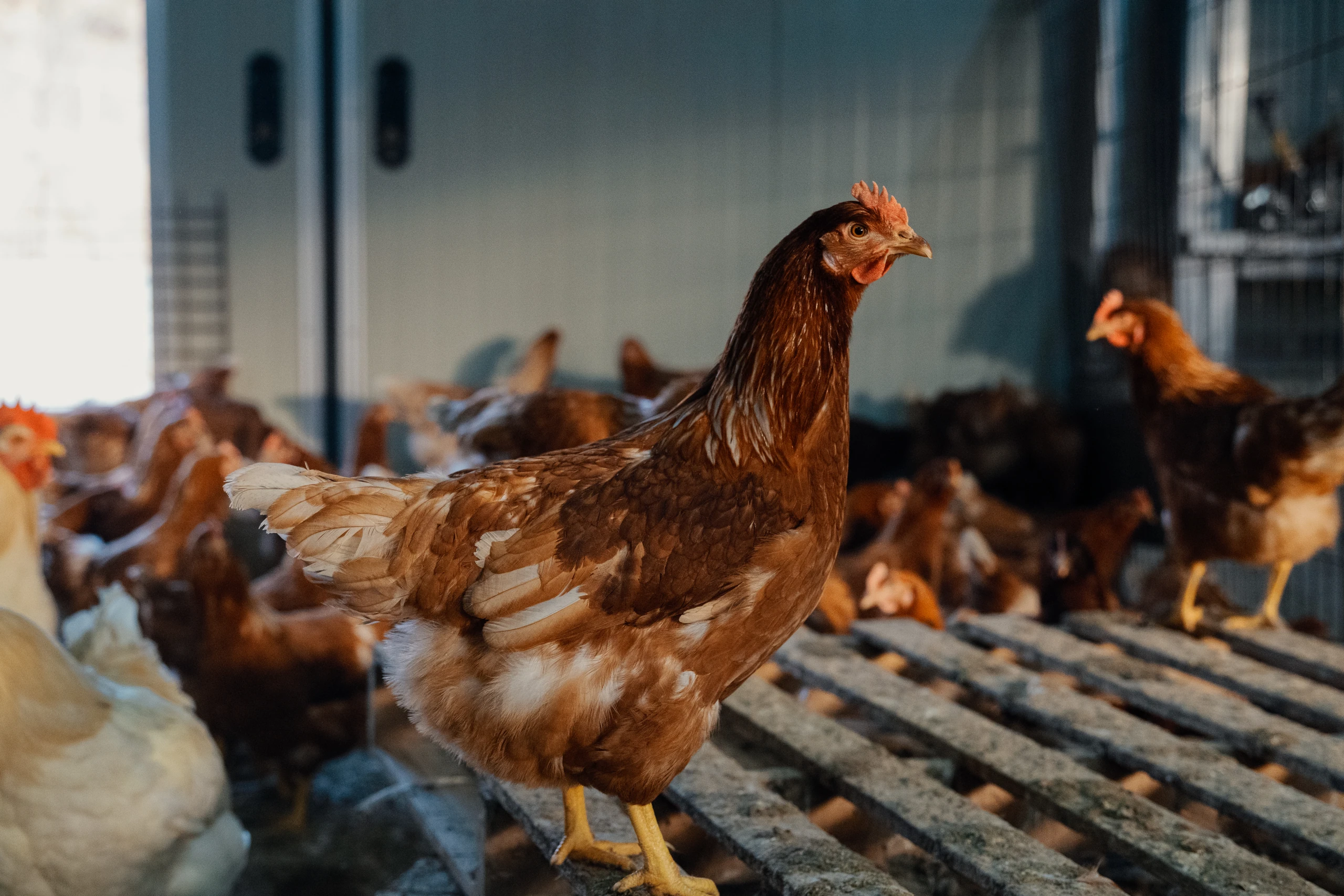 계사를 돌며 닭들의 상태를 봐요. 하루 중 가장 반가운 시간.