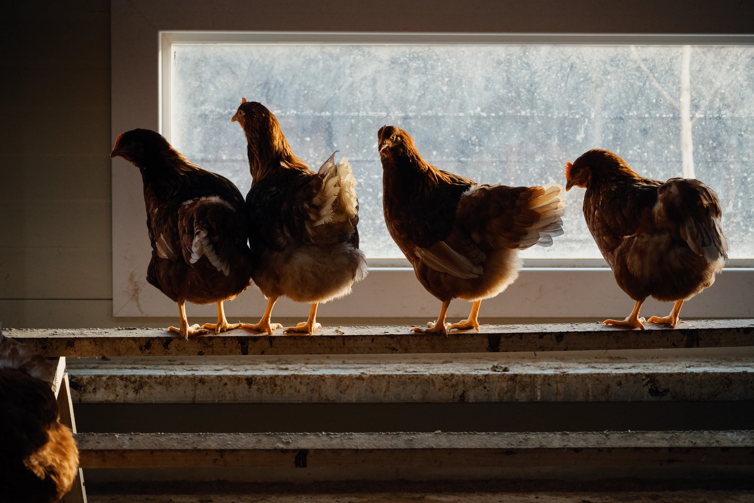 계사를 돌며 닭들의 상태를 봐요. 하루 중 가장 반가운 시간.
