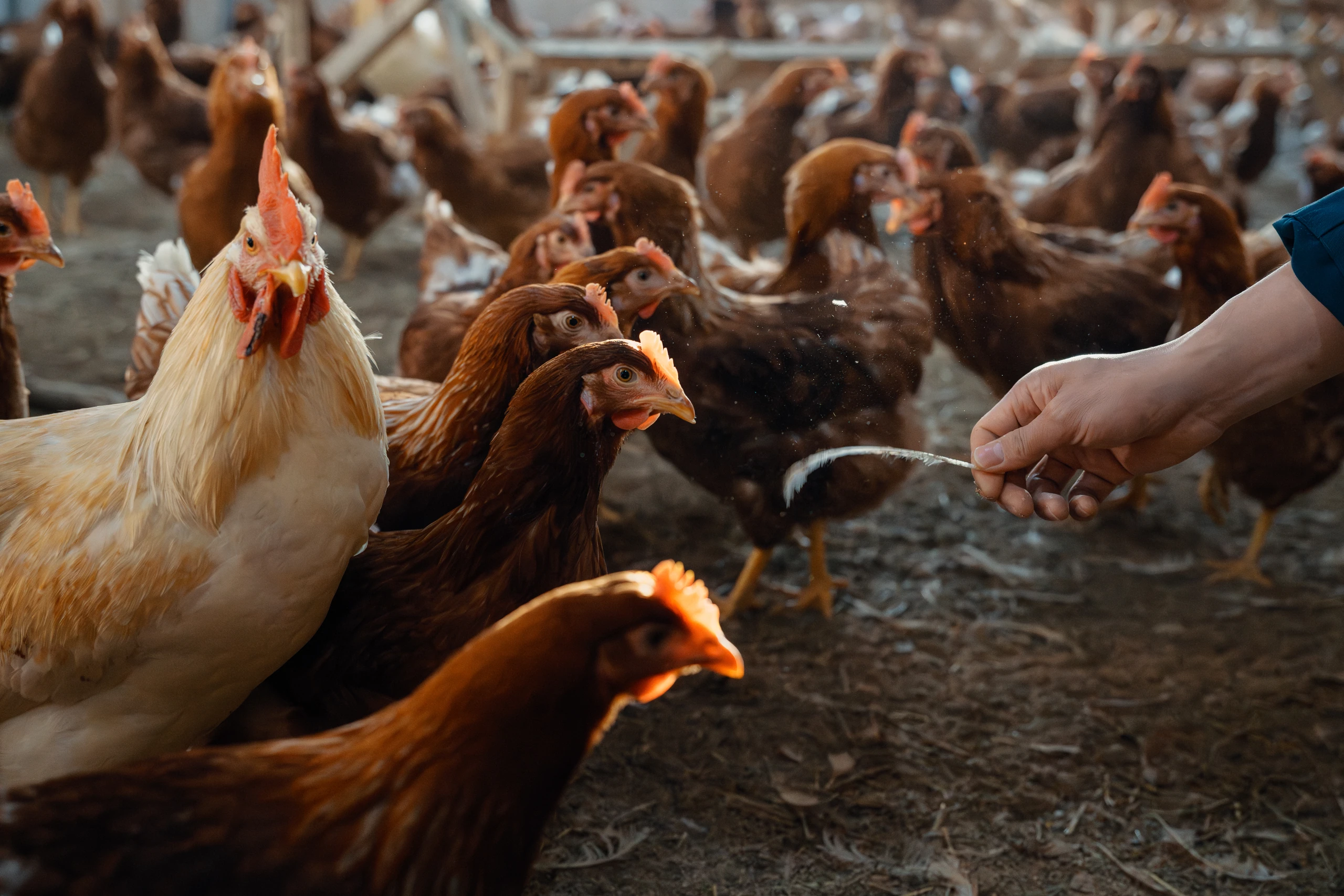 계사를 돌며 닭들의 상태를 봐요. 하루 중 가장 반가운 시간.