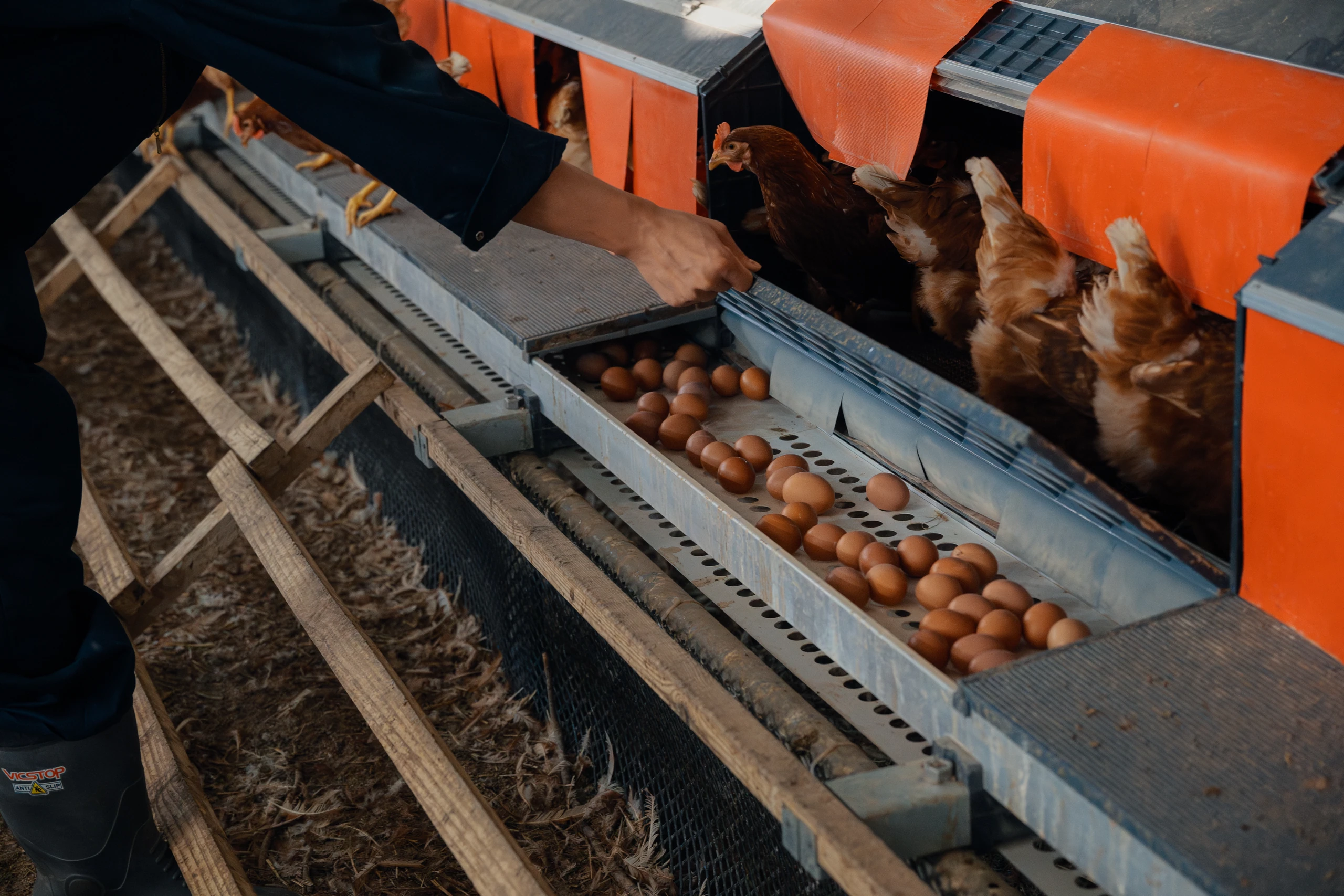 오늘의 첫 수확