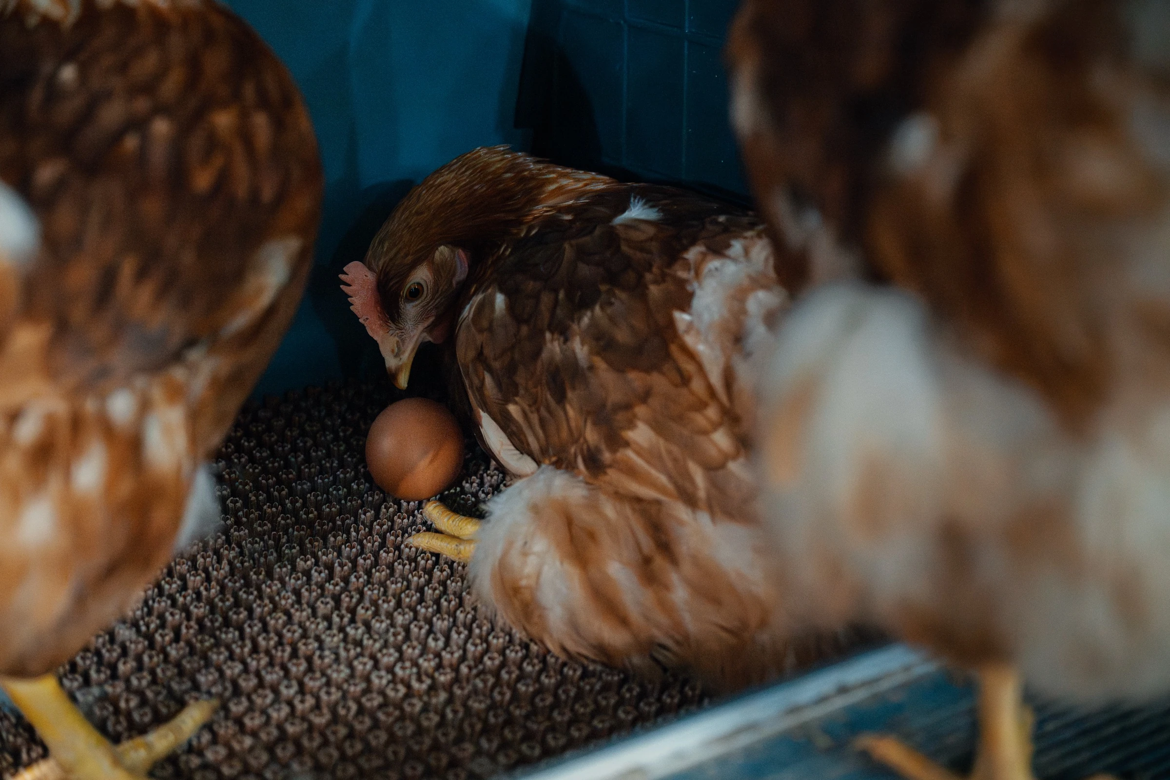 닭들도 이 시간에 일어나요. 오늘 첫 알이에요.