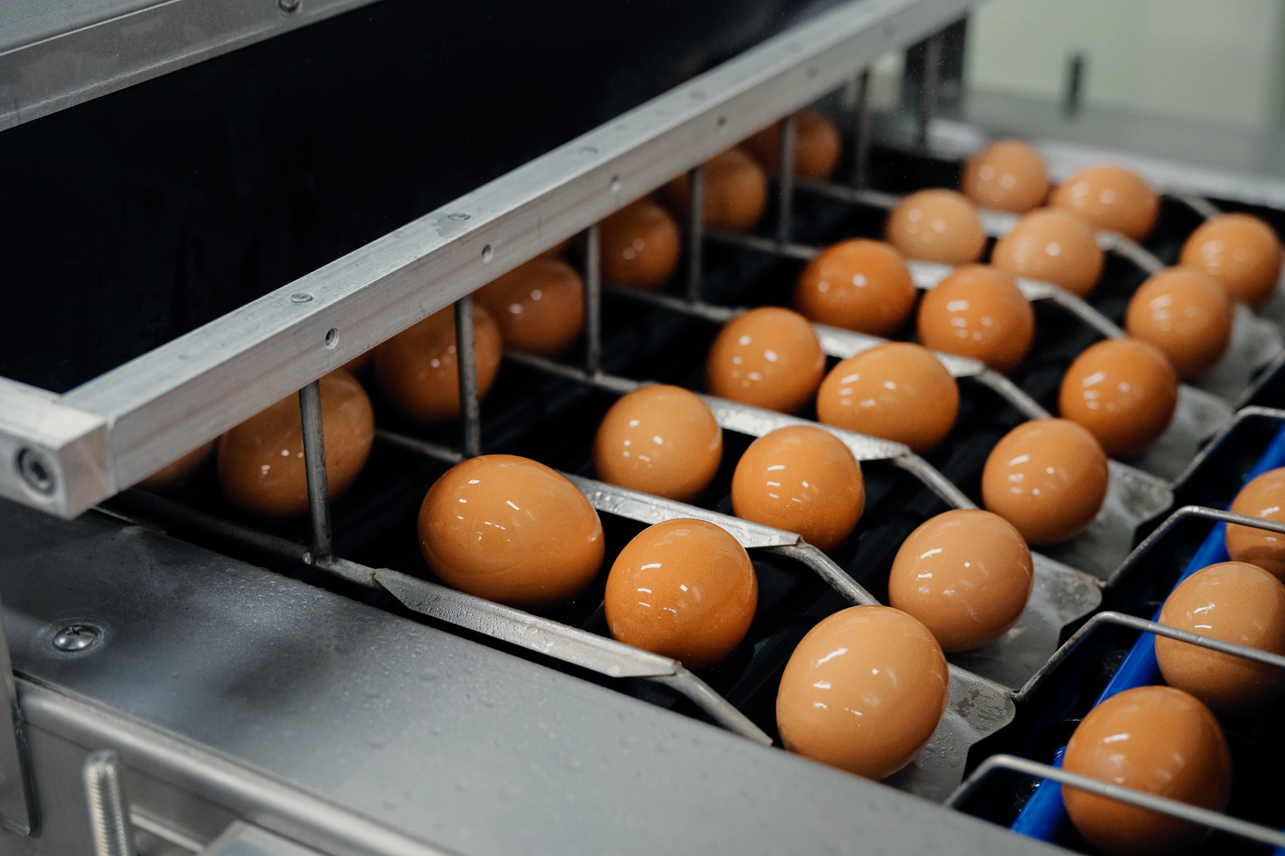 물에 세척된 달걀의 모습