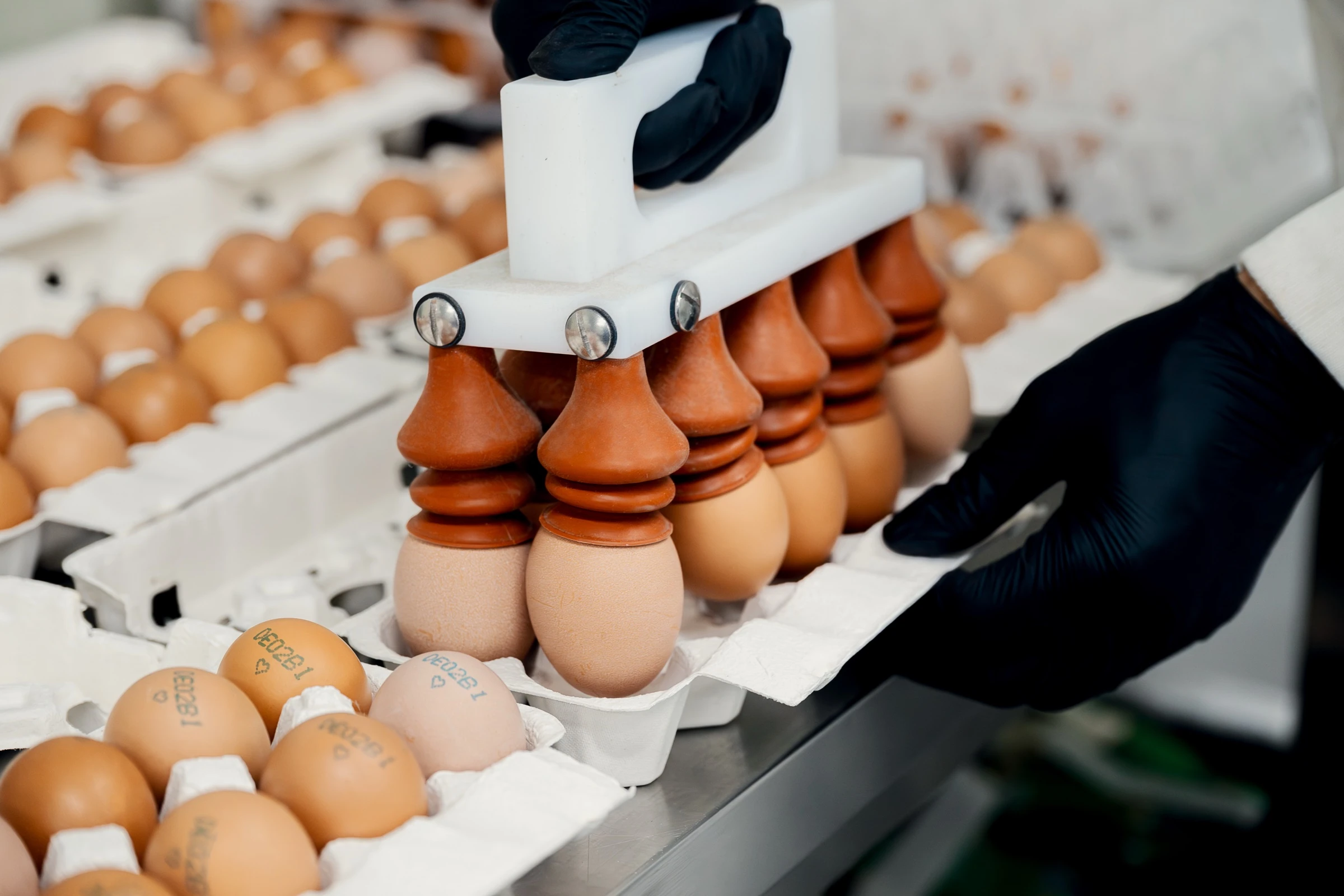 계란 선별 및 포장 라인